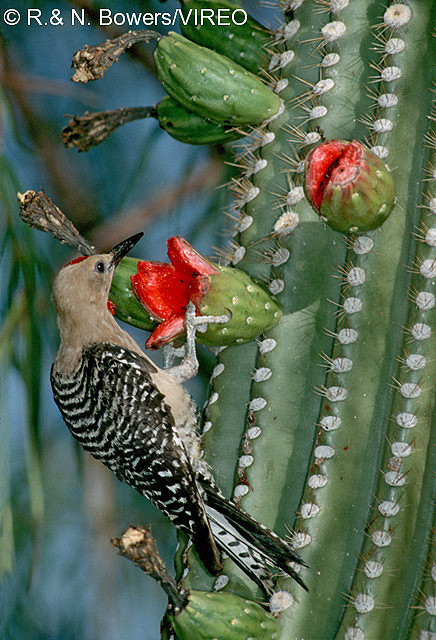 Gila Woodpecker b13-48-016.jpg